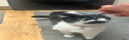 Mixed Breed cats for sale: British short hair Mix - Advert 3