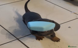 Miniature Dachshund dogs for sale:  Beautiful cute Miniatures dachshund  in Liverpool - Image 19