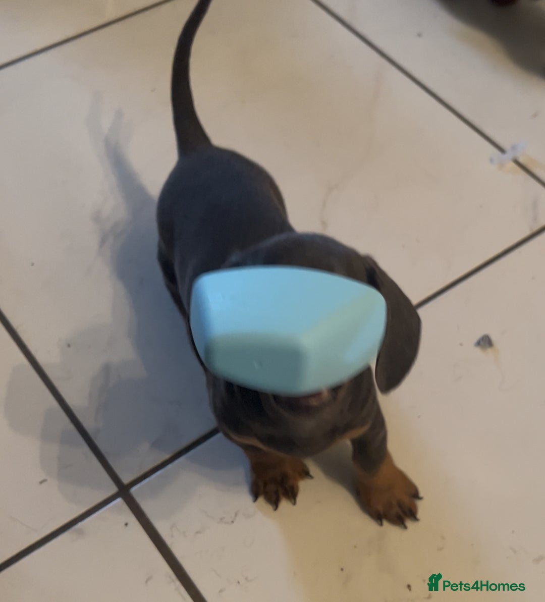 Miniature Dachshund dogs for sale:  Beautiful cute Miniatures dachshund  in Liverpool - Image 19