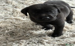 Labrador Retriever dogs for sale: Ready now beautiful Labrador retriever puppies - Image 6