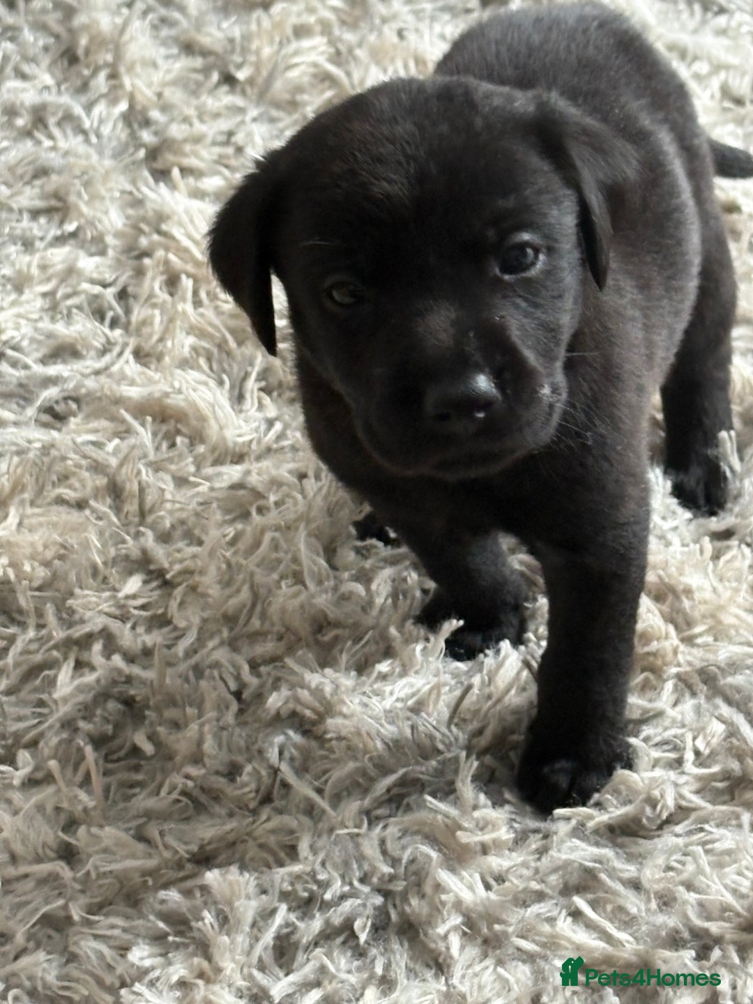 Labrador Retriever dogs for sale: Ready now beautiful Labrador retriever puppies - Image 6