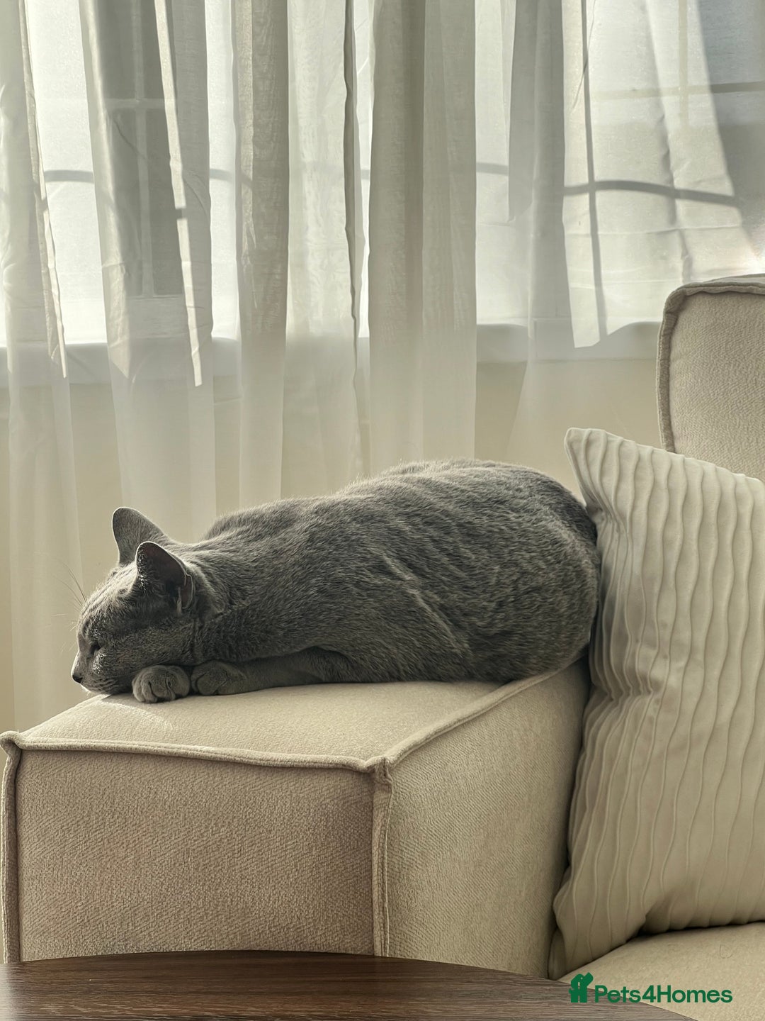 Russian Blue cats for sale: Pedigree Russian Blue Female for sale  - Advert 11