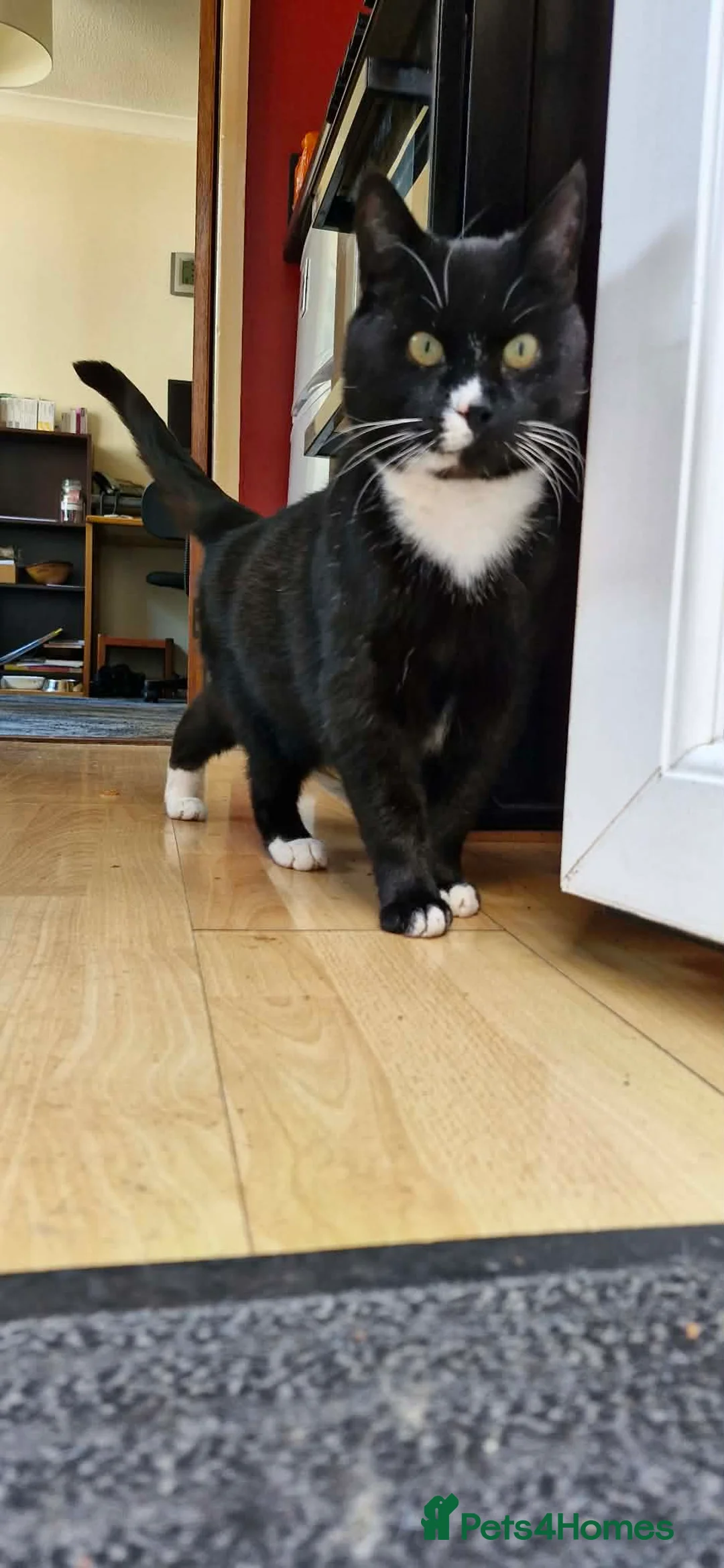 Mixed Breed cats for adoption: Harry - great Yarmouth  in Great Yarmouth - Advert 2