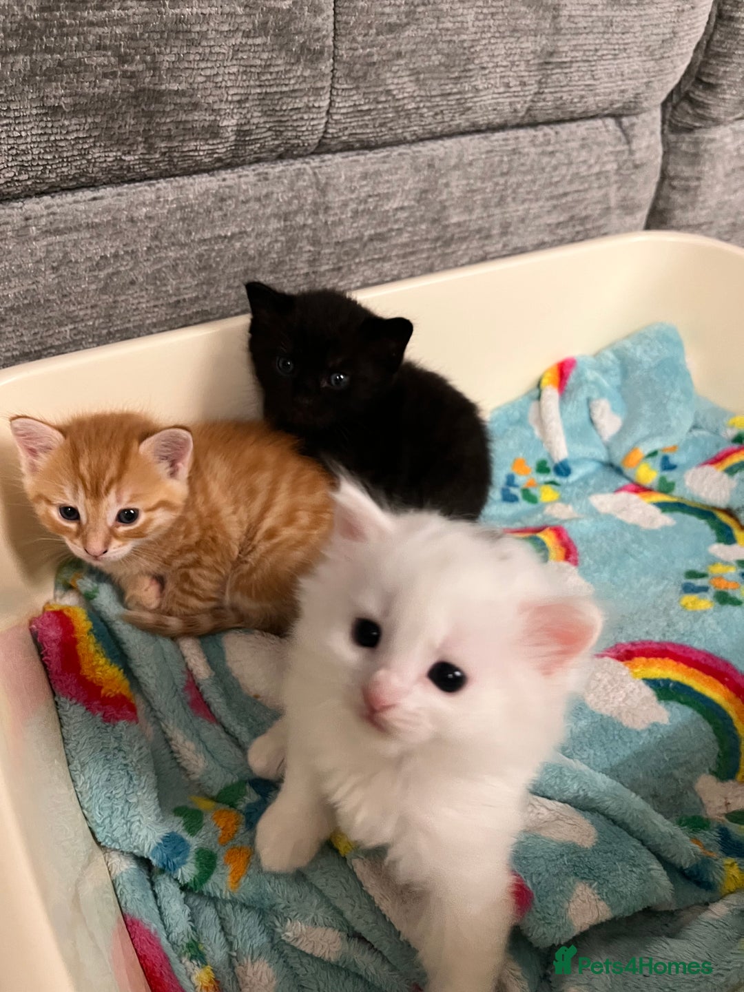 Mixed Breed cats for sale: White kitten friendly  - Image 1