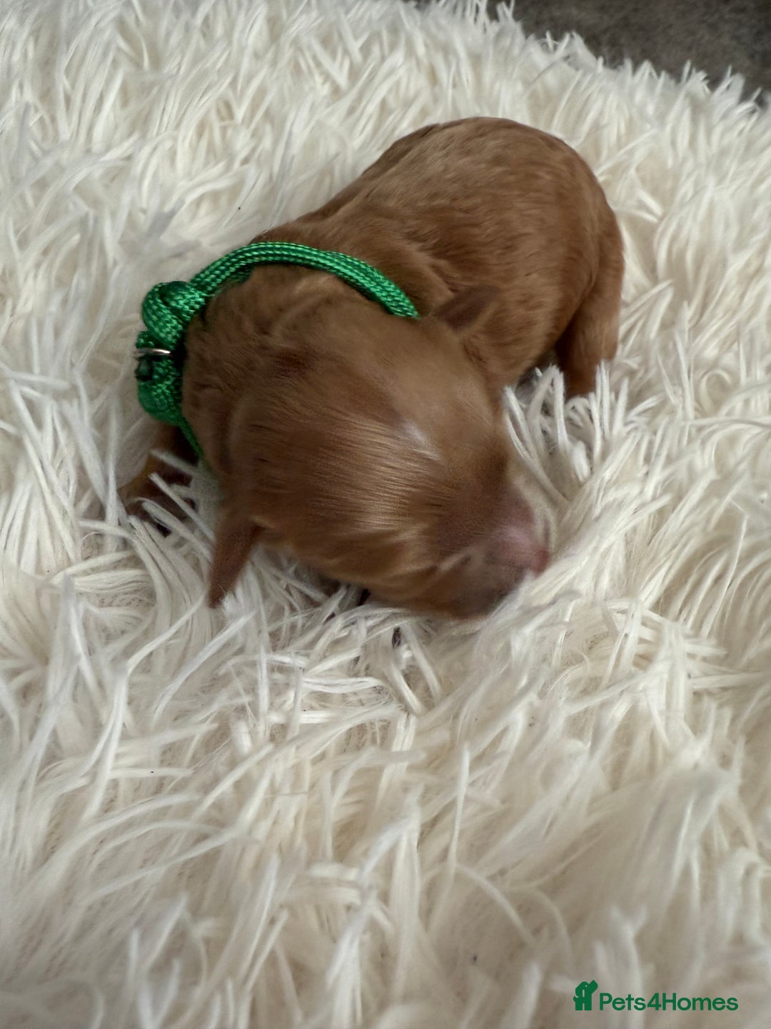 Mixed Breed dogs for sale: Cavapoochon Puppies  - Image 8