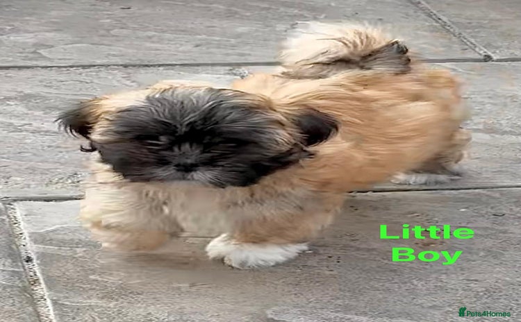 Lhasa Apso dogs - Advert 1