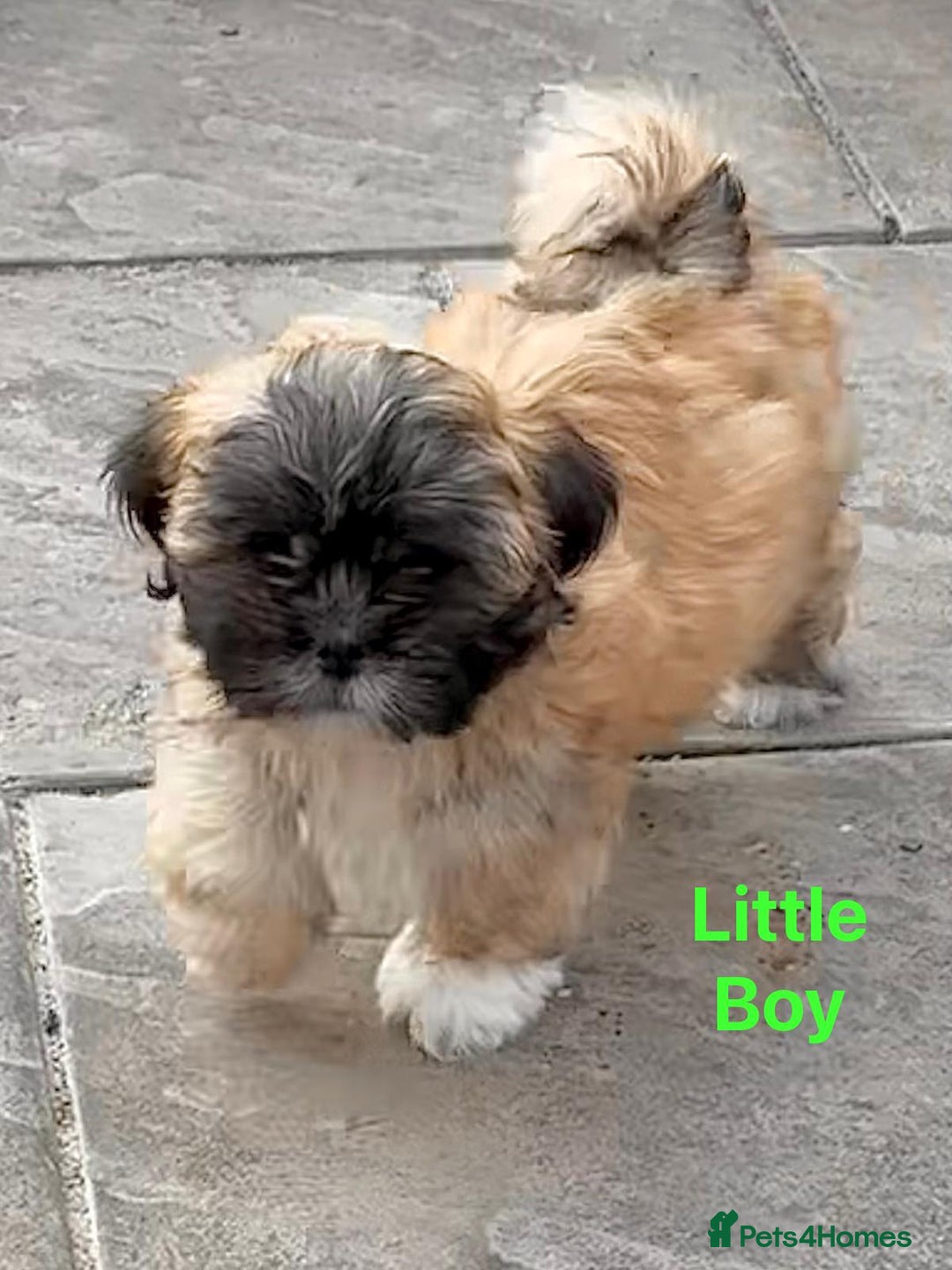 Lhasa Apso dogs for sale: One Adorable KC Reg Little Boy GPRA4 Clear - Image 2