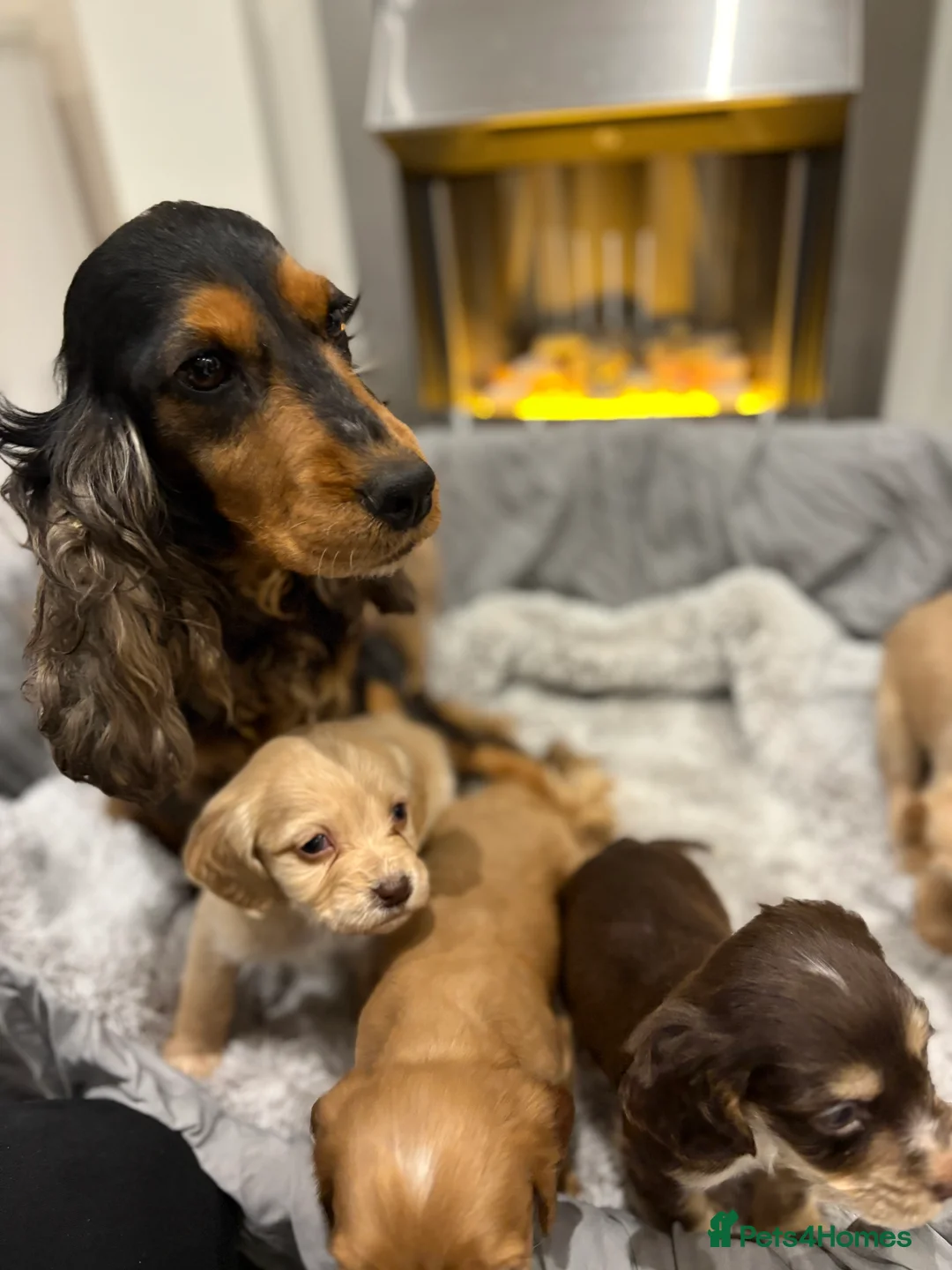 Cockapoo dogs for sale: F1 cockapoo - Advert 9