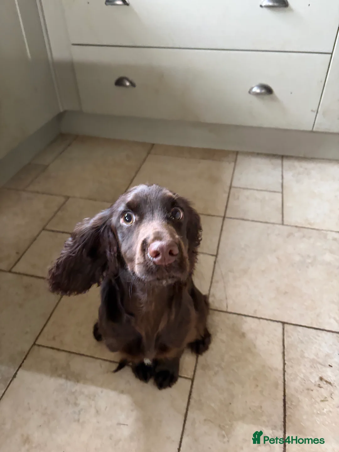 Cocker Spaniel dogs for sale: 6 month old Working Cocker spaniel Bitch - Advert 9