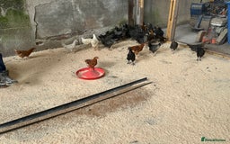 Chickens poultry for sale: hybrid pullets - Image 3