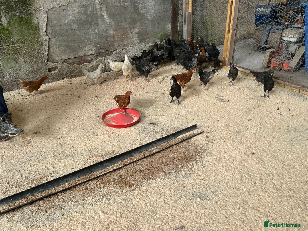Chickens poultry for sale: hybrid pullets - Image 3