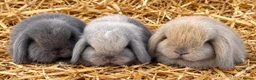 Mini Lop rabbits for sale: Mini lop baby rabbits 8 weeks old mixed litter  in Walsall - Advert 2