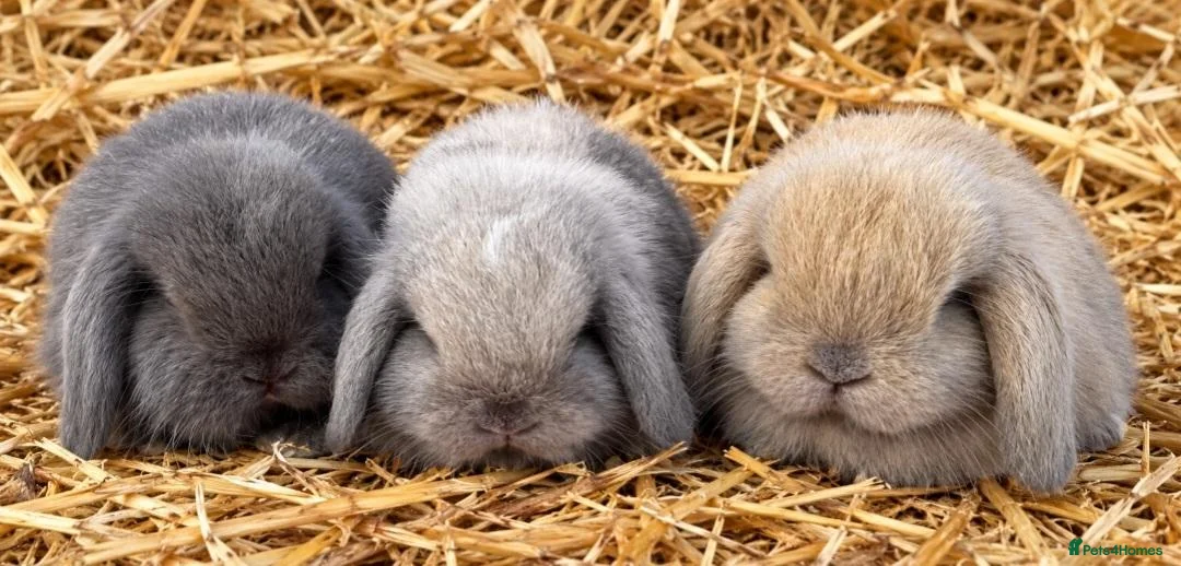 Mini Lop rabbits for sale: Mini lop baby rabbits 8 weeks old mixed litter  in Walsall - Advert 2