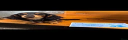 Miniature Dachshund dogs for sale: Beautiful tiny babies ready now - Advert 10