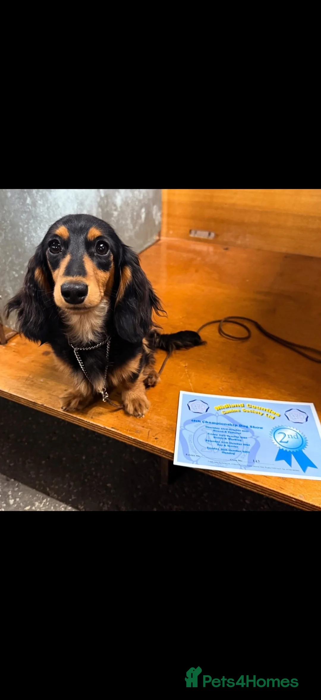 Miniature Dachshund dogs for sale: Beautiful tiny babies ready now - Advert 10