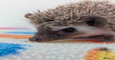 Pygmy Hedgehog rodents - Advert 6