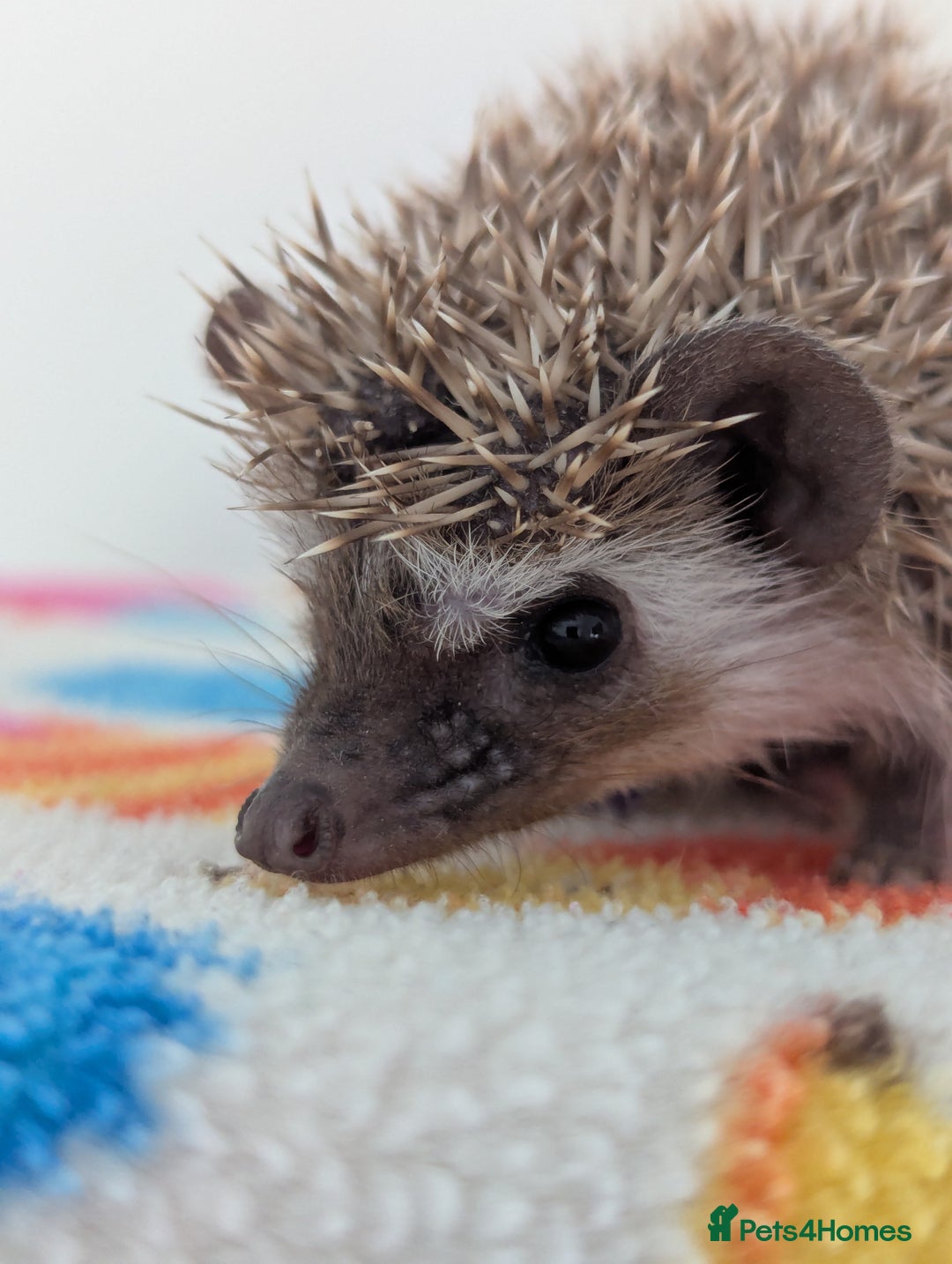 Pygmy Hedgehog rodents for sale: Beautiful Hoglets Ready to Reserve Now - Image 4