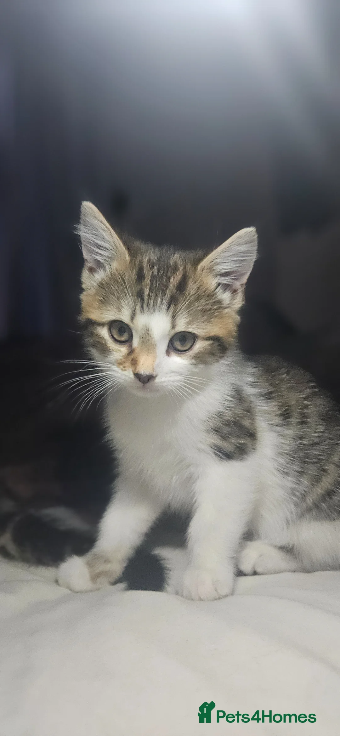 Mixed Breed cats for sale: 2 adorable female kittens in Bilston - Advert 2