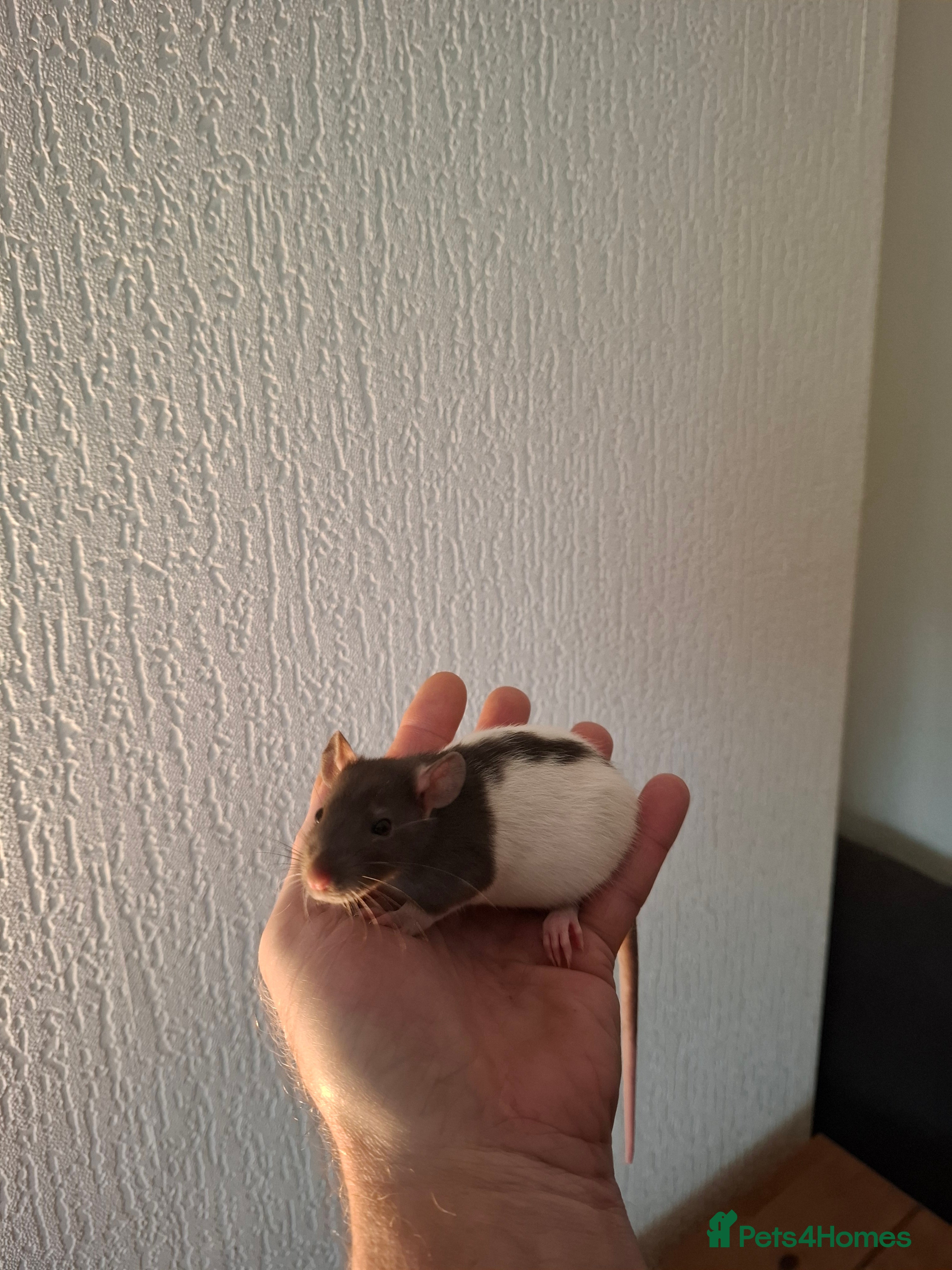 Rat rodents BABY RATS  - Advert 4