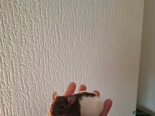 Rat rodents BABY RATS - Advert 1