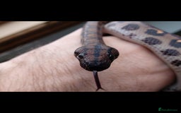 Boa Snake reptiles for sale: Adult Brazilian Rainbow Boa - Image 1