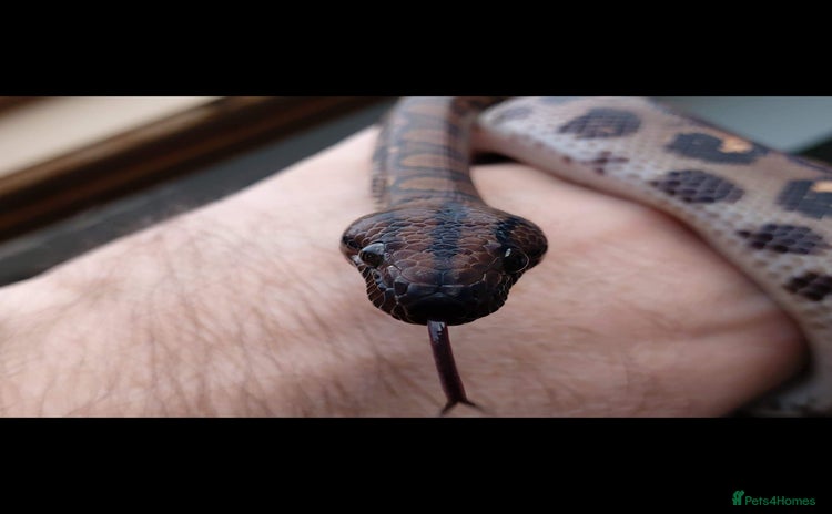 Boa Snake reptiles - Advert 1