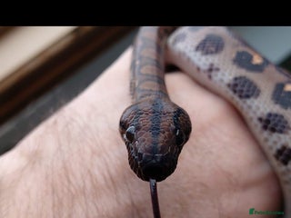 Boa Snake reptiles - Advert 19