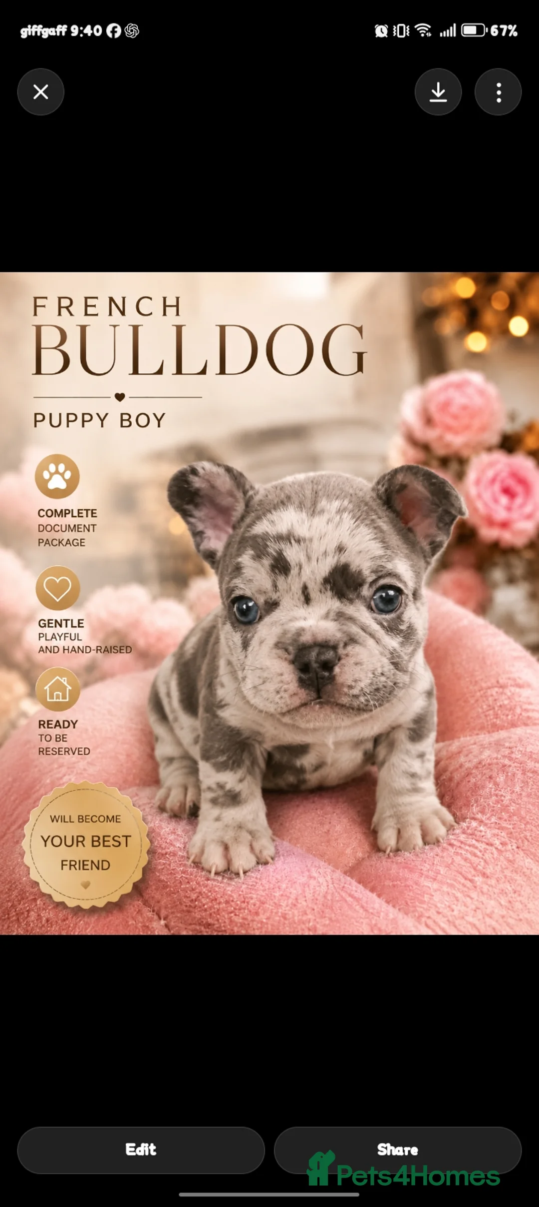 French Bulldog dogs for sale: French bulldogs  Last girl  - Advert 37