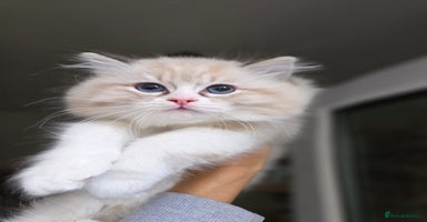 Ragdoll cats 💛 Beautiful European Kittens 😸  - Advert 7