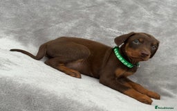 Dobermann dogs for sale: Kc Reg.European Blood lines Doberman Puppies - Image 3