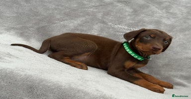 Dobermann dogs - Advert 2