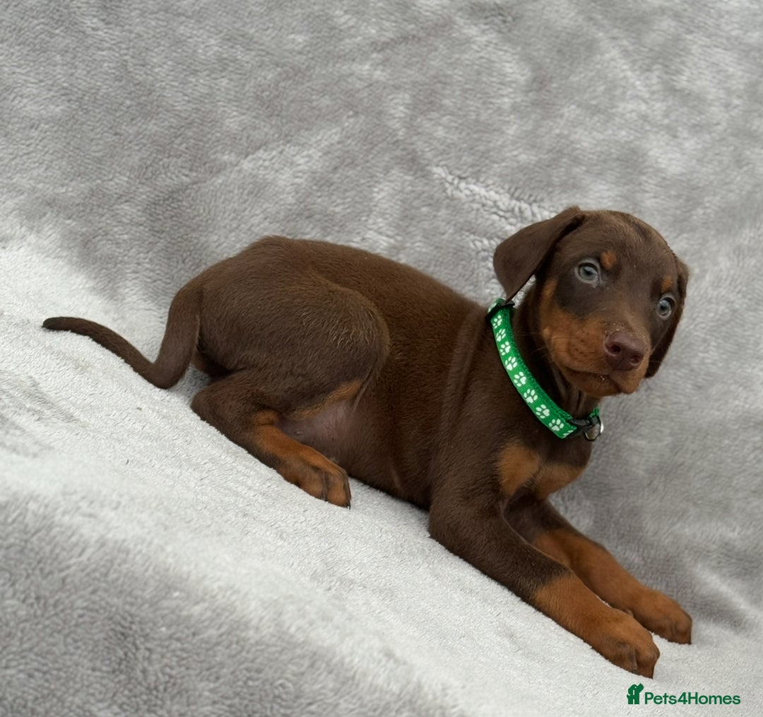 Dobermann dogs for sale: Kc Reg.European Blood lines Doberman Puppies - Image 3