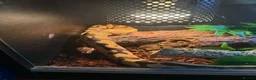 Python Snake reptiles for sale: Boba comes with her full set up  - Advert 1