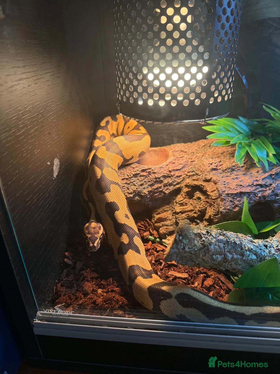 Python Snake reptiles for sale: Boba comes with her full set up  - Advert 1