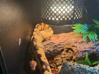 Python Snake reptiles Boba comes with her full set up - Advert 1