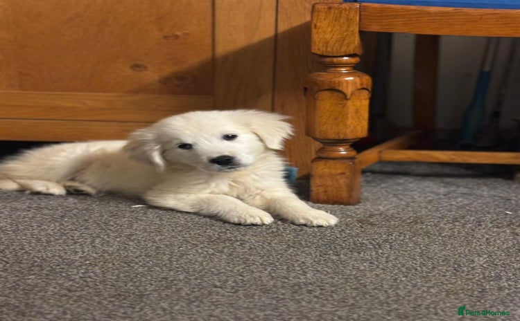 Golden Retriever dogs - Advert 4