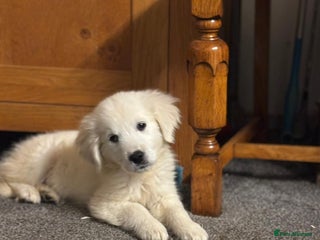 Golden Retriever dogs - Advert 7