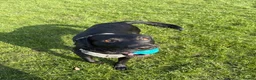 Labrador Retriever dogs for stud: Black Labrador Retriever for stud  in Leeds - Advert 4