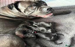Cane Corso dogs for sale: CANE CORSO PUPS - Image 17