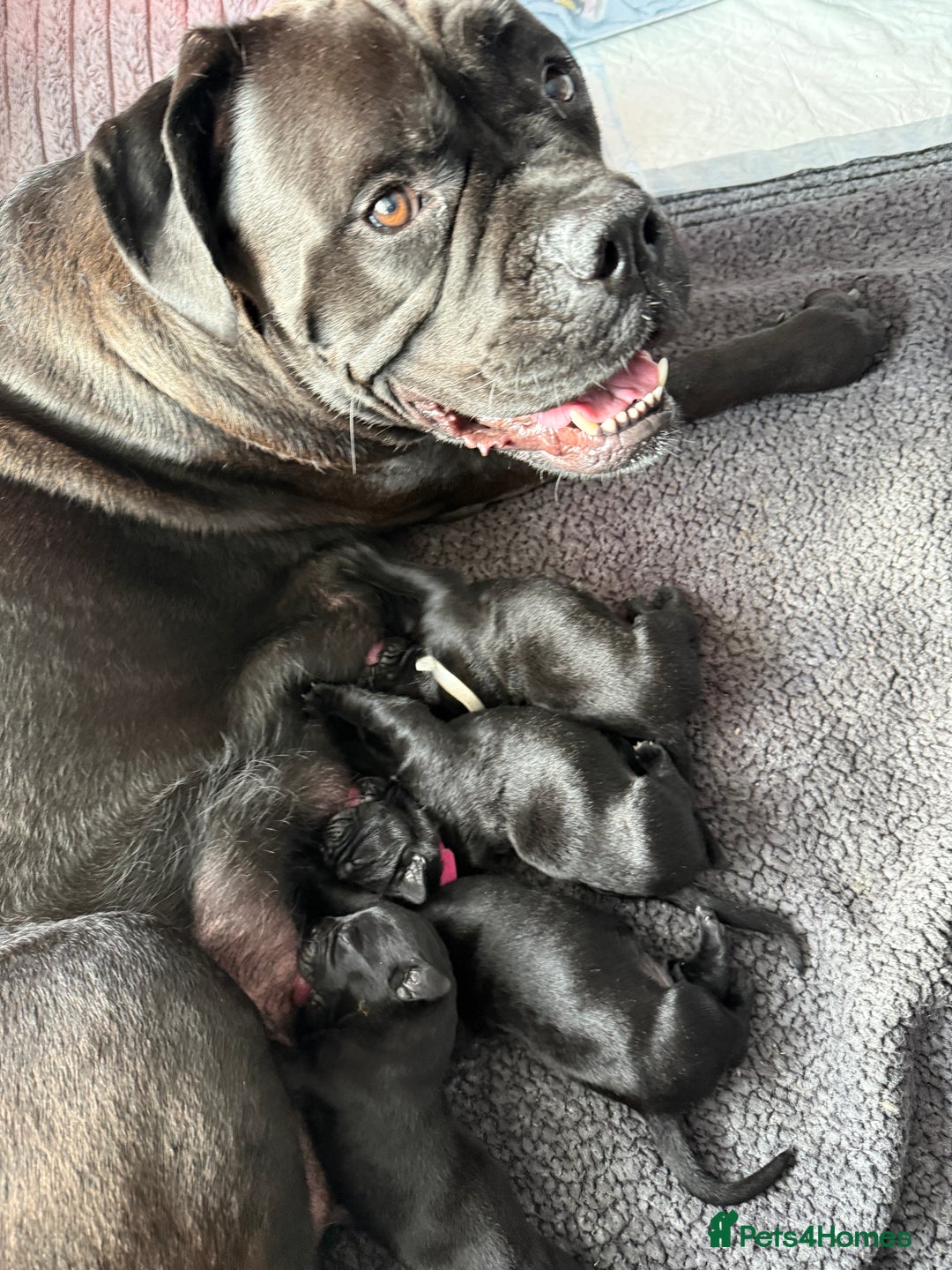 Cane Corso dogs for sale: CANE CORSO PUPS - Image 17