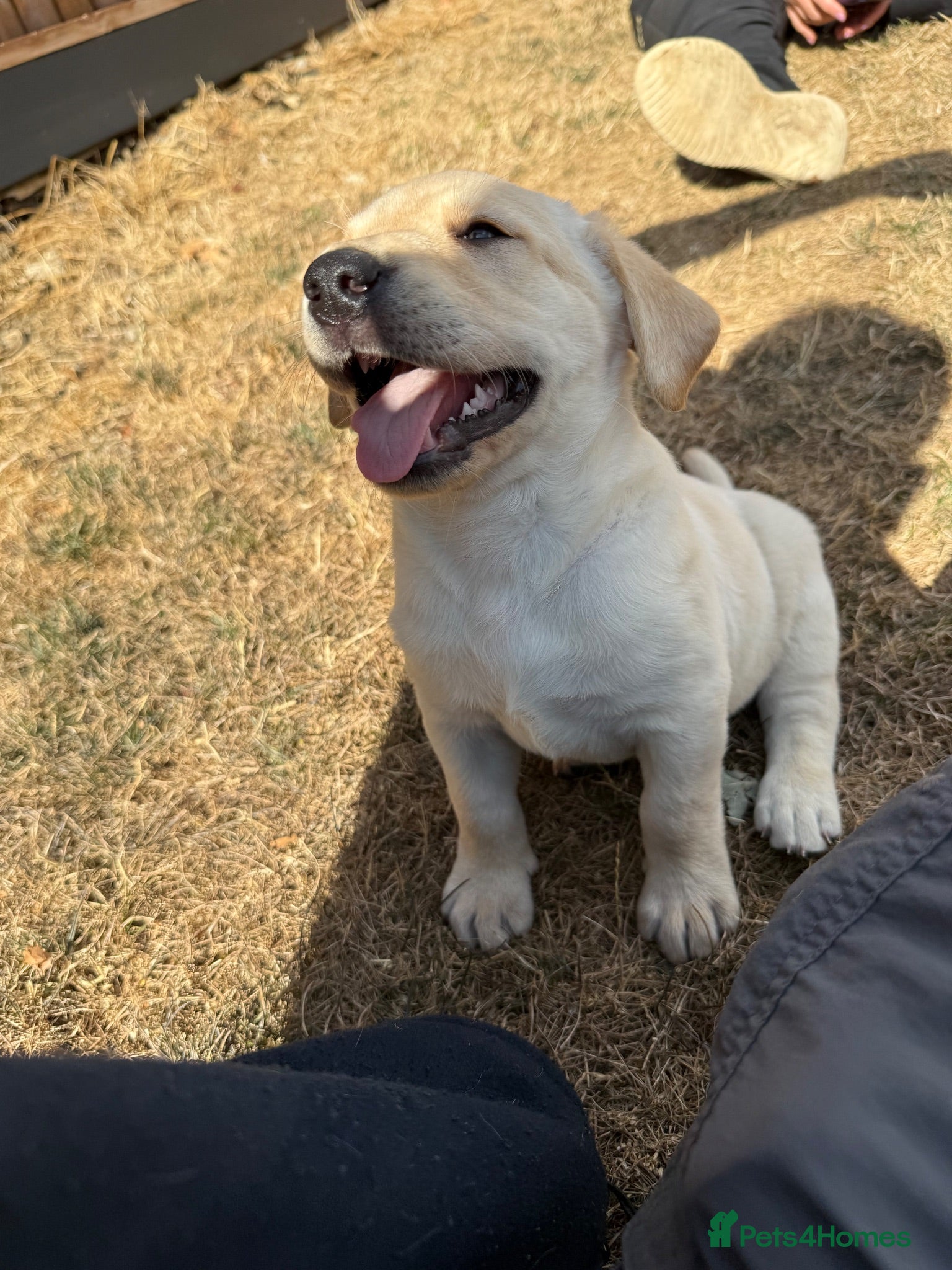 Labrador Retriever dogs KC Registered Working Labrador Retriever Puppies - Advert 7