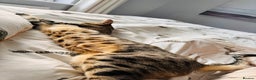 Savannah cats for sale: Savannah Cat looking for a new home  - Advert 2