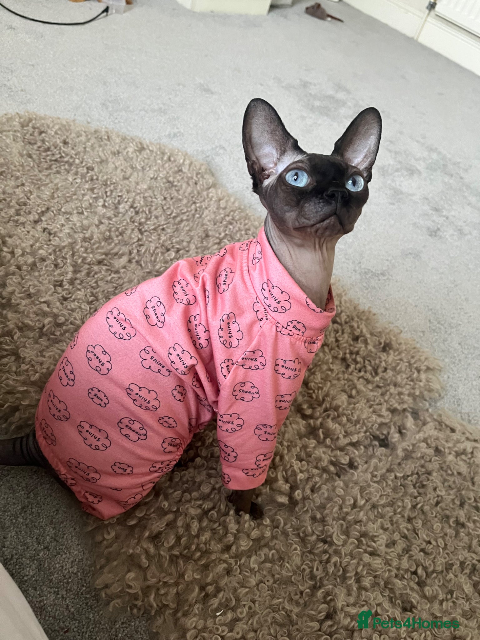 Sphynx cats Looking to rehome mushroom  - Advert 1