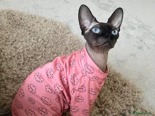 Sphynx cats Looking to rehome mushroom - Advert 15