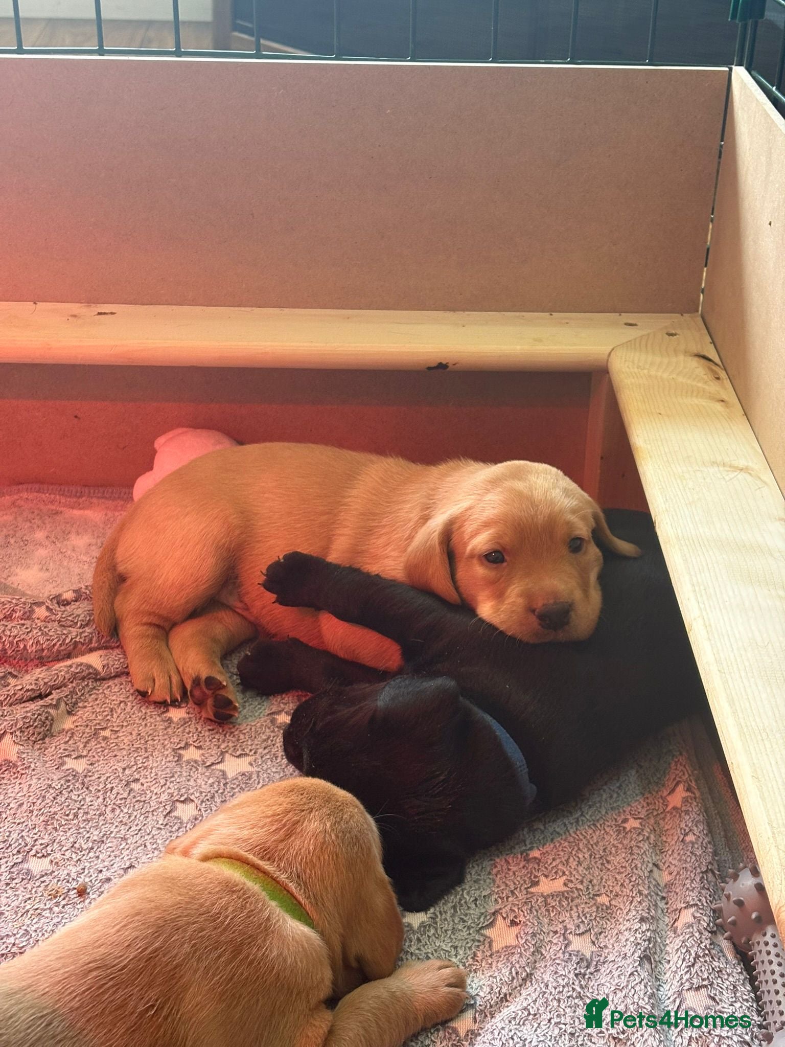 Labrador Retriever dogs Beautiful Labrador Puppies - Advert 6