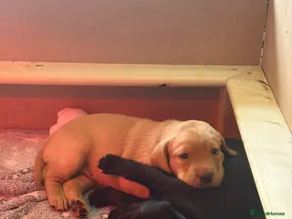 Labrador Retriever dogs Beautiful Labrador Puppies - Advert 6