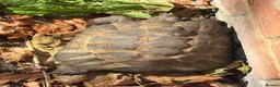 Tortoise reptiles for sale: Marginated and Spur Thighed Tortoises  - Advert 4