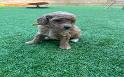 Cavapoo dogs for sale: F1BB cavapoo puppies  - Image 13