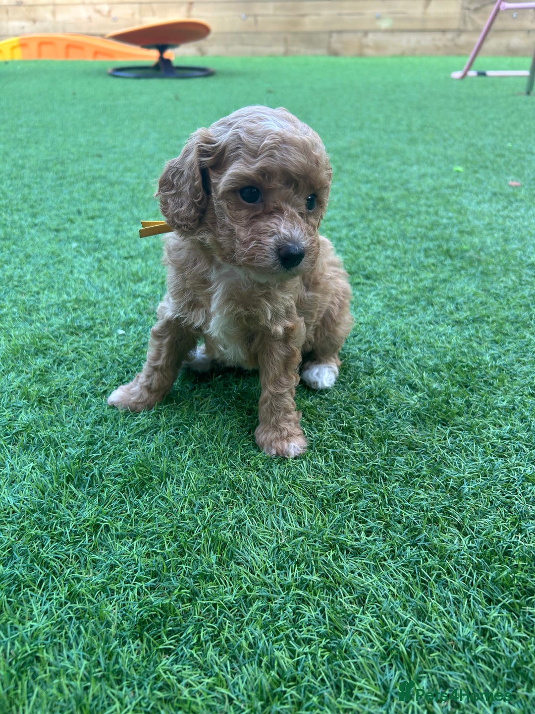 Cavapoo dogs for sale: F1BB cavapoo puppies  - Image 13