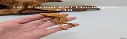 Gecko reptiles for sale: Stunning Mixed Morph Crested Gecko Babies! - Advert 16